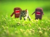 Cliche-Kitten_and_Domokuns.jpg