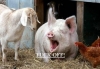 Go-Away-Pig.jpg