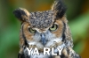 O_RLY-Ya-Rly.jpg