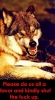 STFU-Wolf-2.jpg