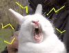 zingzingrabbit.gif
