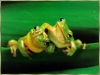 Animals_-_frogs.jpg