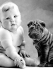 Baby___shar-pei.jpg