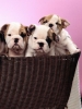 basketcases1600x1200id20191pre.jpg