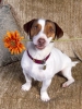 Име : gooddogjackrussellterrier1600x.jpg
Големина : 38KB
Размери : 240x320
Дата на добавяне : март 24 2007 gooddogjackrussellterrier1600x.jpg
