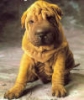 Име : images.jpg
Големина : 4KB
Размери : 100x119
Дата на добавяне : март 24 2007 images.jpg