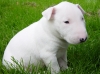 Име : puppy.jpg
Големина : 382KB
Размери : 1023x766
Дата на добавяне : март 24 2007 puppy.jpg